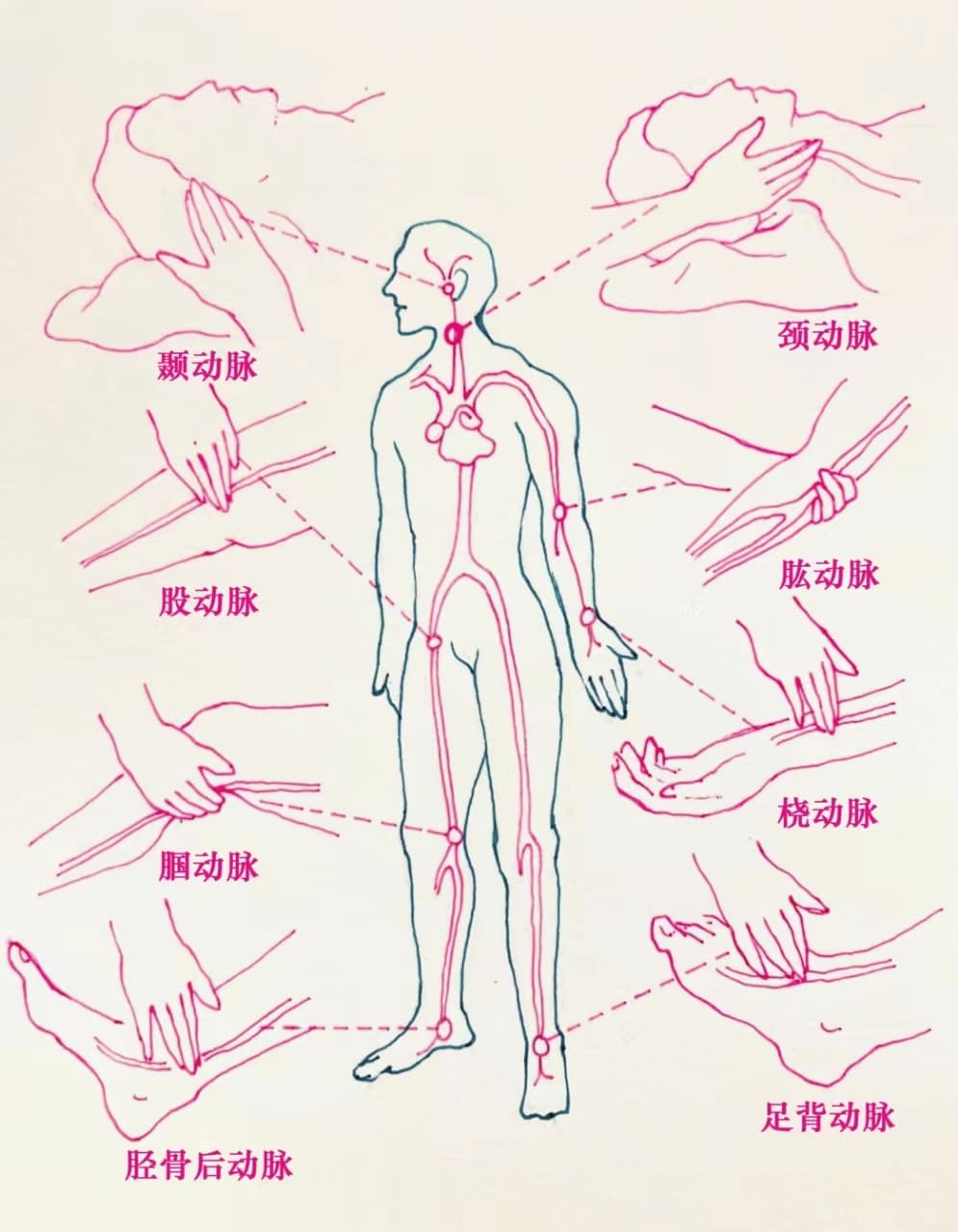 人体常用诊脉部位