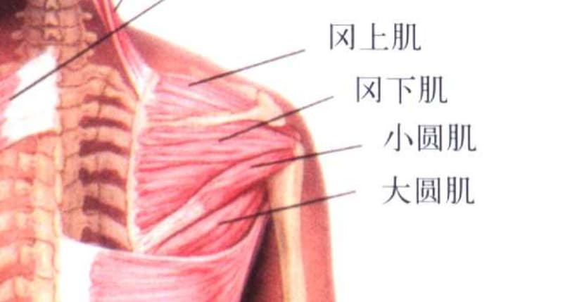 大小圆肌位置