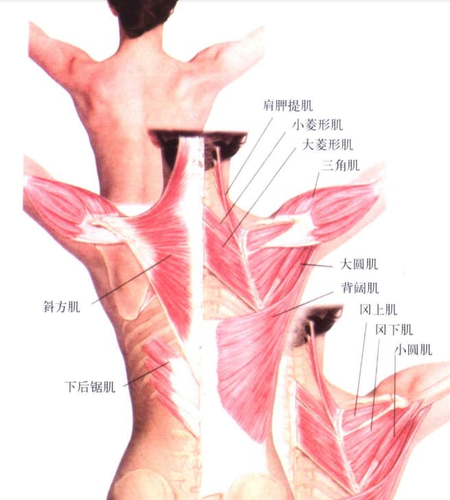 背部肌肉